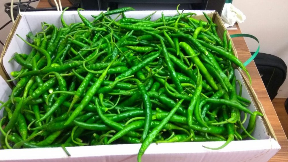 Green Chilly G4: The Ideal Chilly for Global Export